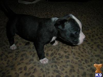 American Bulldog Puppies for Sale
